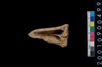 藏品(獸骨)的圖片