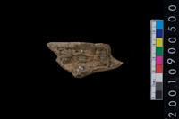 藏品(獸骨)的圖片