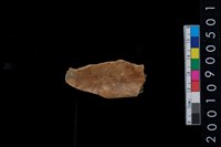 藏品(獸骨)的圖片