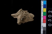 藏品(獸骨)的圖片