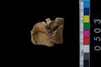 藏品(獸骨)的圖片