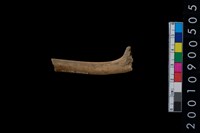 藏品(獸骨)的圖片