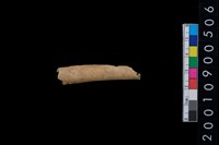 藏品(獸骨)的圖片