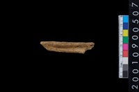 藏品(獸骨)的圖片