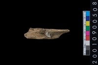 藏品(獸骨)的圖片