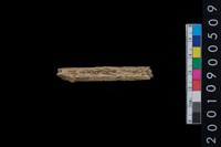 藏品(獸骨)的圖片