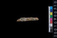 藏品(獸骨)的圖片