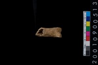 藏品(獸骨)的圖片