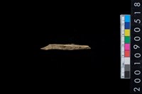 藏品(獸骨)的圖片