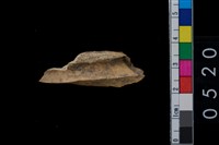 藏品(獸骨)的圖片