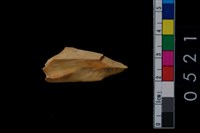 藏品(獸骨)的圖片