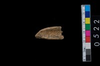 藏品(獸骨)的圖片