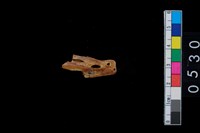 藏品(獸骨)的圖片