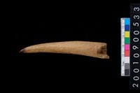 藏品(角尖器)的圖片