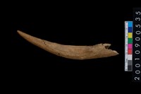 藏品(角尖器)的圖片