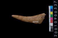 藏品(角尖器)的圖片