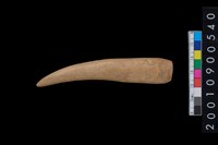 藏品(角尖器)的圖片