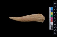 藏品(角尖器)的圖片