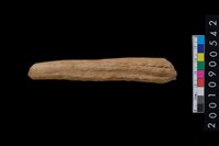 藏品(角尖器)的圖片