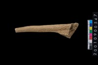 藏品(鹿角)的圖片