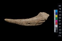 藏品(鹿角)的圖片