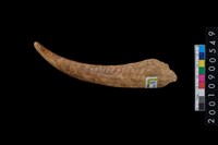 藏品(角尖器)的圖片