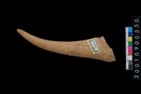 藏品(角尖器)的圖片