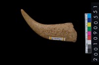 藏品(角尖器)的圖片