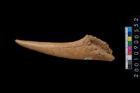 藏品(角尖器)的圖片