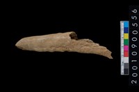 藏品(角鑿)的圖片