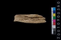 藏品(獸骨)的圖片