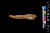 藏品(角尖器)的圖片