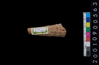 藏品(鹿角)的圖片