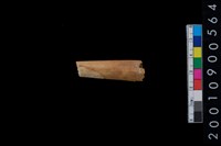 藏品(鹿角)的圖片