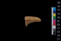 藏品(鹿角)的圖片