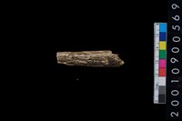 藏品(鹿角)的圖片