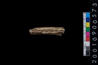 藏品(鹿角)的圖片