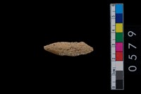 藏品(鹿角)的圖片