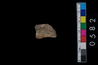 藏品(獸骨)的圖片