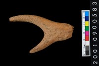 藏品(角器)的圖片