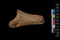 藏品(角器)的圖片