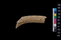 藏品(鹿角)的圖片