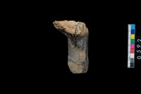 藏品(鹿右前額骨與角柄)的圖片