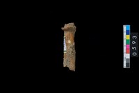 藏品(鹿角)的圖片