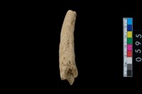 藏品(鹿角器)的圖片