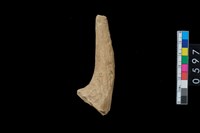 藏品(鹿角器)的圖片