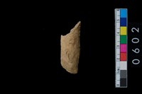 藏品(鹿角殘片)的圖片