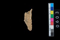 藏品(鹿角殘片)的圖片