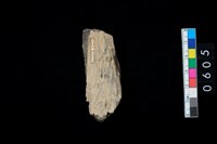 藏品(鹿角)的圖片