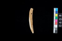 藏品(帶穿牙飾)的圖片